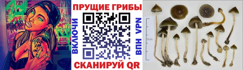 Псилоцибиновые грибы GOLDEN TEACHER цена Октябрьск